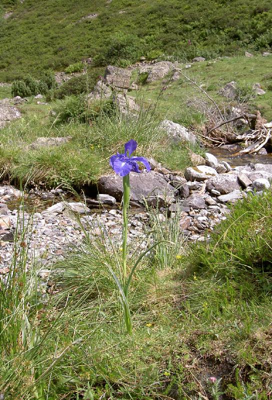 118_V_Estaing_Lilie 