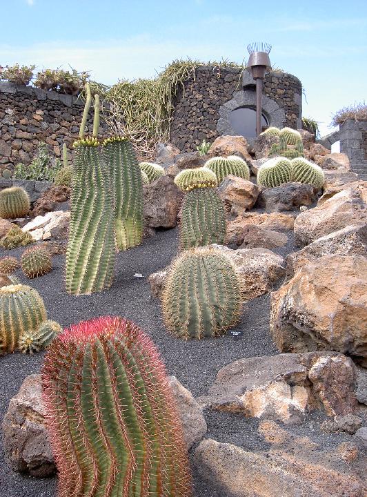 048_J_Cactus 