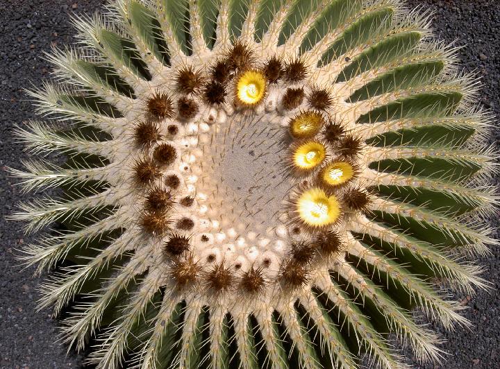 059_J_Cactus 