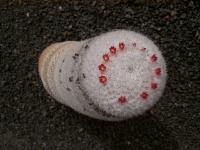 052_J_Cactus