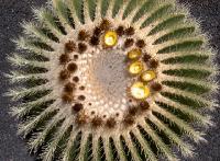 059_J_Cactus