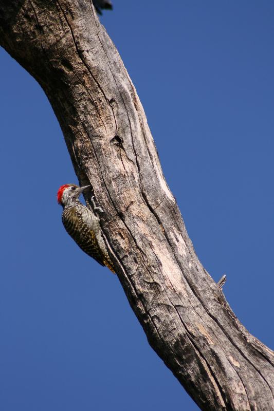 000_Waterberg_Specht 