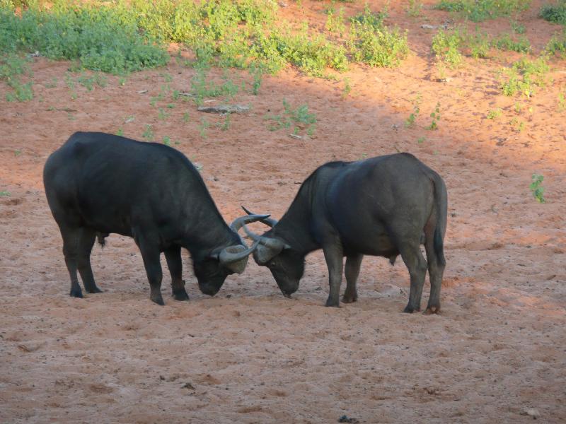 006_Waterberg_Bueffel 