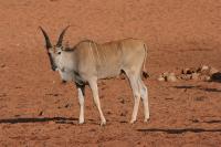 003_Waterberg_Eland