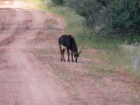 007_Waterberg_Antilope