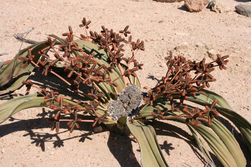 014_Welwitschia 