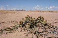 013_Welwitschia 