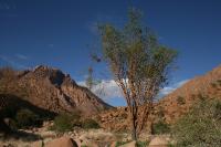 230308_Brandberg2Twyfelfontein