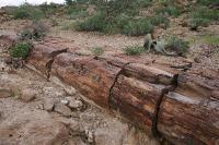 008_PetrifiedForest