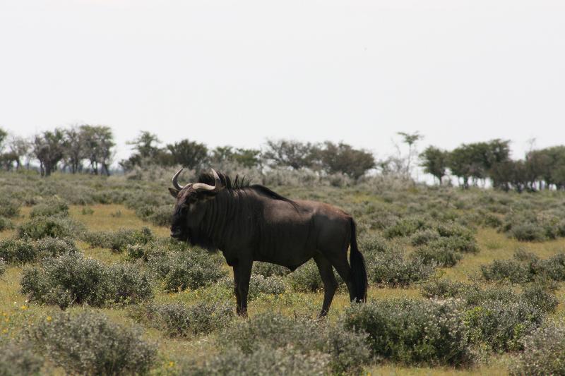 001_Etosha_Gnu 