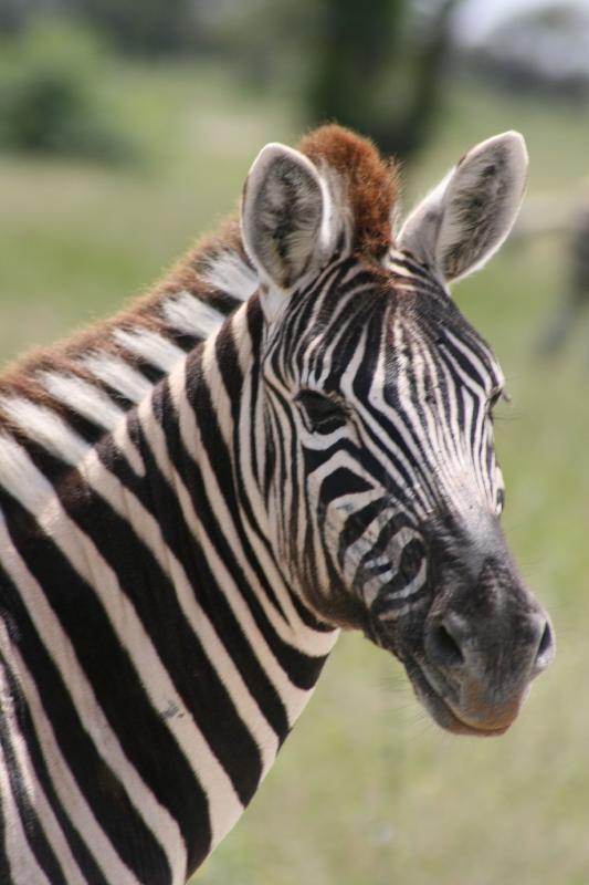 003_Etosha_Zebra 