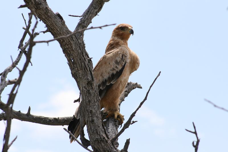 005_Etosha_Adler 