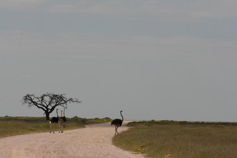 006_Etosha_Strauss 