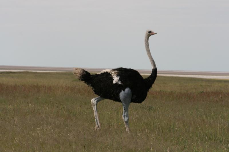 007_Etosha_Strauss 