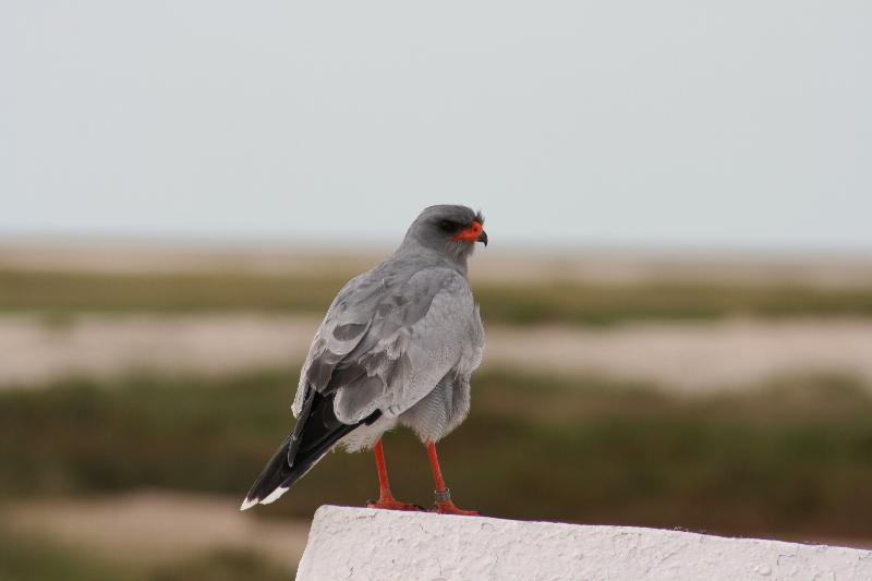 008_Etosha_Falke 