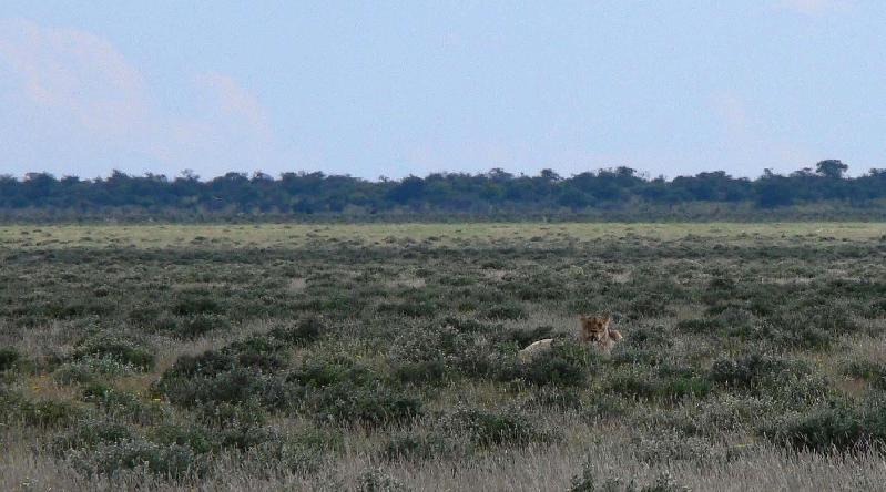 010_Etosha_Loewen 