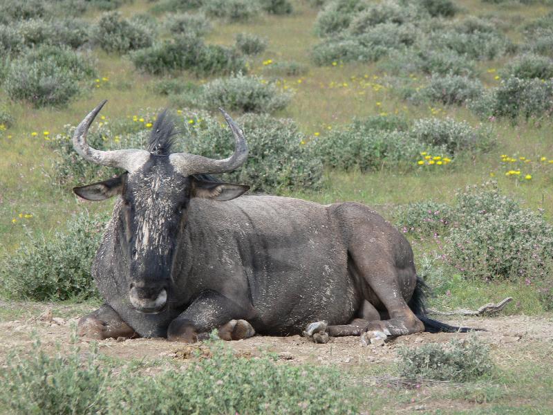 011_Etosha_gnu 