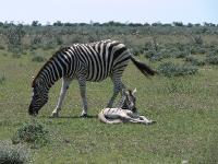 002_Etosha_Zebra 