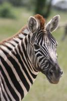 003_Etosha_Zebra