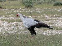 004_Etosha_Sekretaer