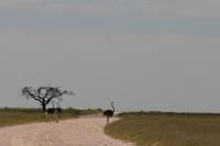 006_Etosha_Strauss