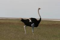 007_Etosha_Strauss