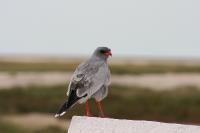 008_Etosha_Falke