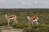 009_Etosha_Springboecke 