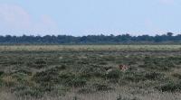 010_Etosha_Loewen