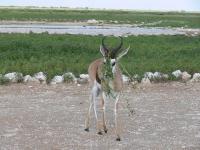 012_Etosha_Springboecke 