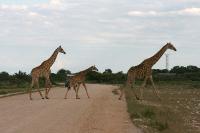 013_Etosha_Giraffen 