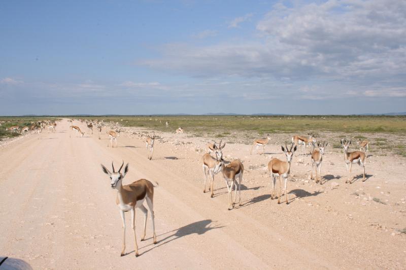 001_Etosha_Springboecke 