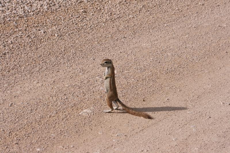 002_Etosha_Erdmaennchen 