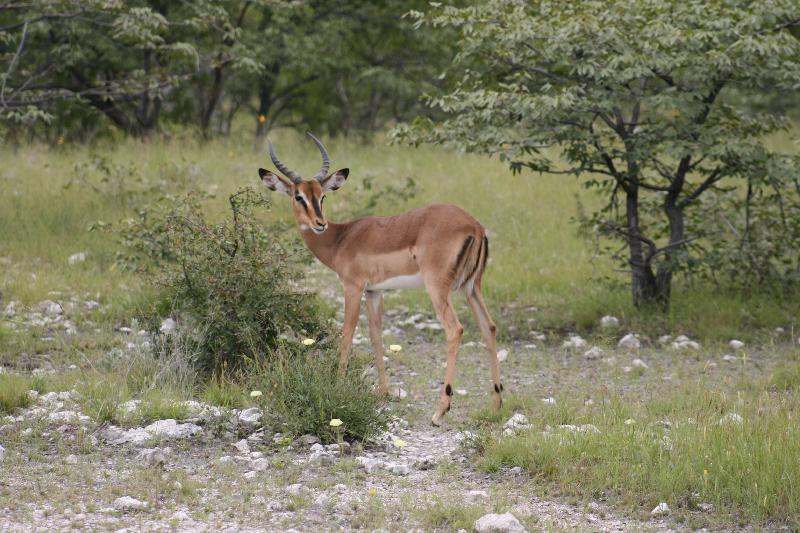 004_Etosha_Impala 