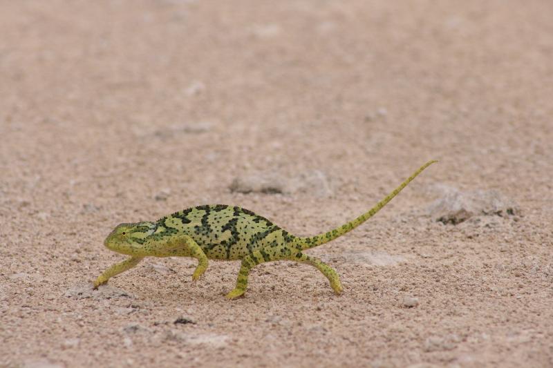 007_Etosha_Chamaeleon 