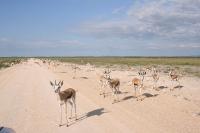 001_Etosha_Springboecke