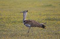 003_Etosha_Trappe 