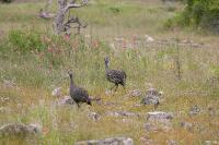 008_Etosha_Perlhuhn 