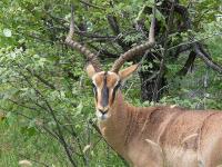 009_Etosha_Impala