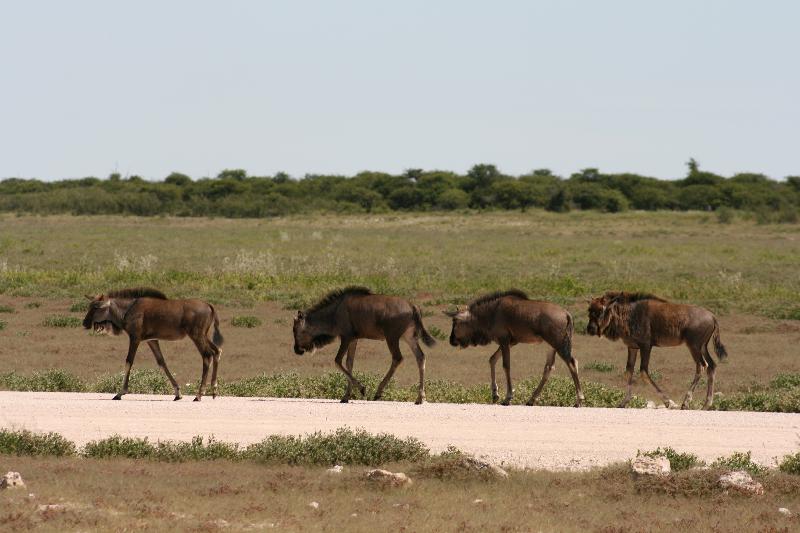 001_Etosha_Gnus 