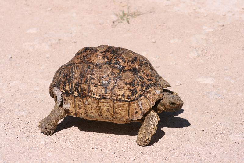 002_Etosha_Schildkroete 