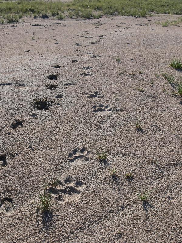 004_Etosha 