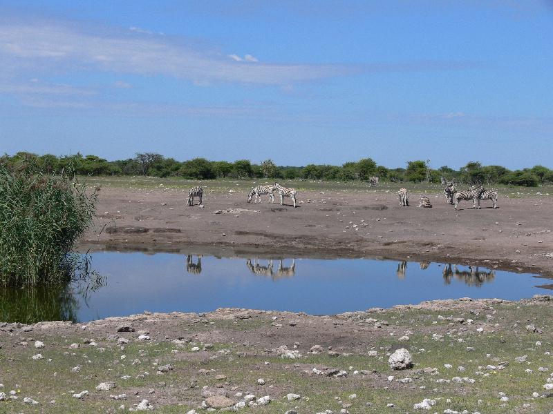 006_Etosha_Zebras 