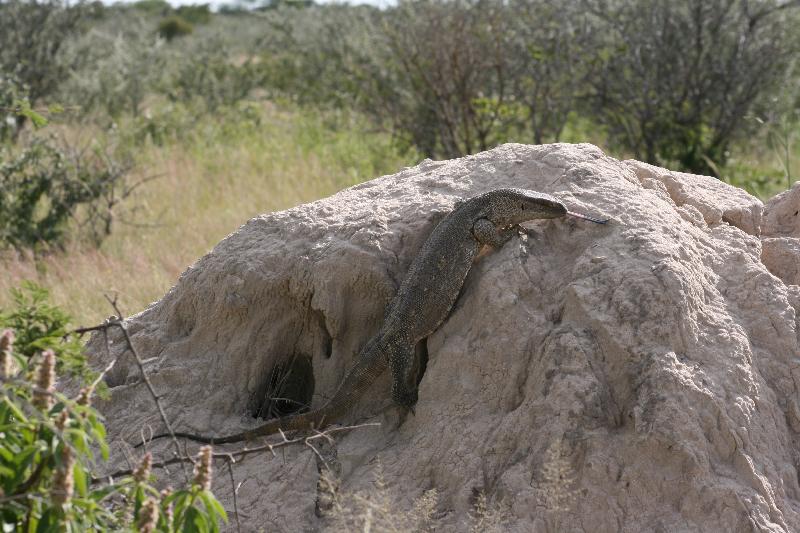 008_Etosha_Varan 