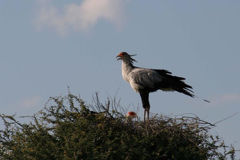 009_Etosha_Sekretaer 