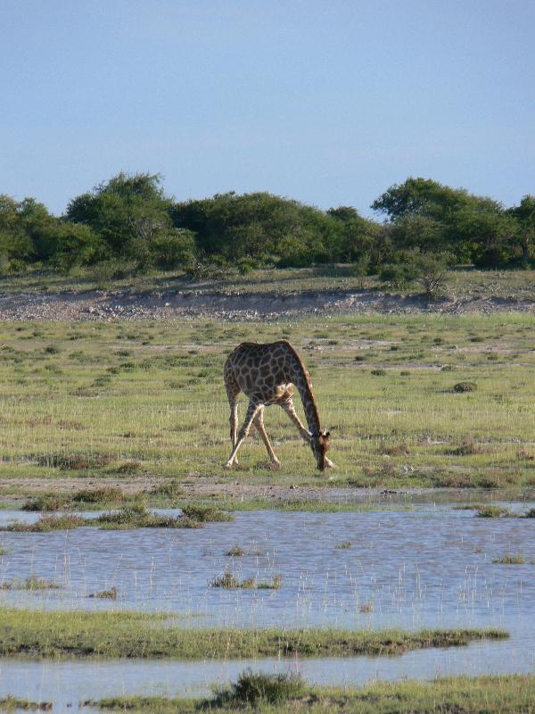 012_Etosha_Giraffen 