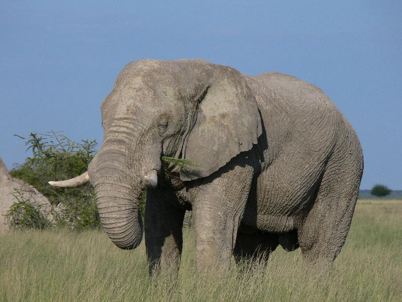 013_Etosha_Elefant 