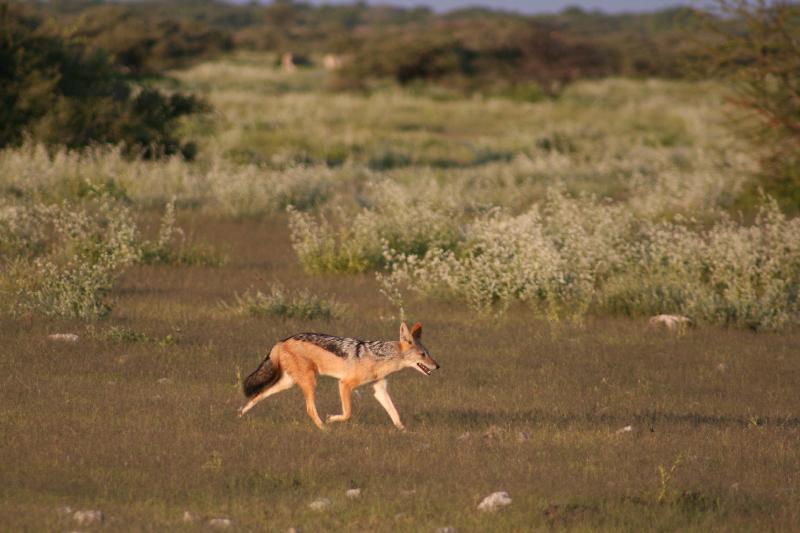 014_Etosha_Schakal 