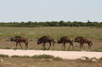 001_Etosha_Gnus 