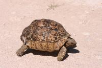 002_Etosha_Schildkroete 